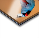 Colorful Cardinal  Acrylic print