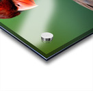 Attentive. Cardinal. Acrylic print