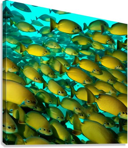 Infiltrated.  Canvas Print