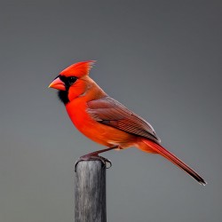 Unamused. Cardinal.