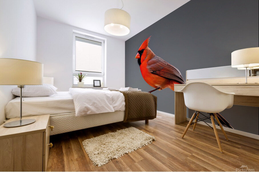 Unamused. Cardinal. Mural print