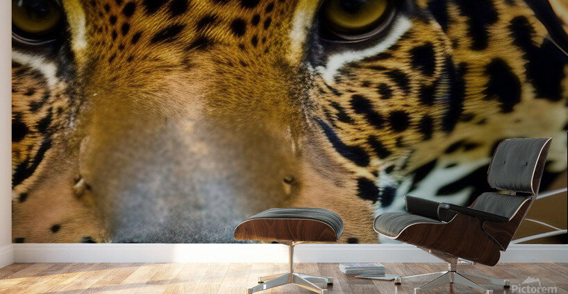 Determined. Tiger Eyes. Wall Murals