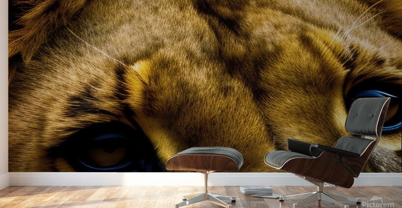 Focused. Eyes. Wall Murals