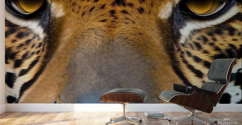 Tiger Eyes  Wall Murals