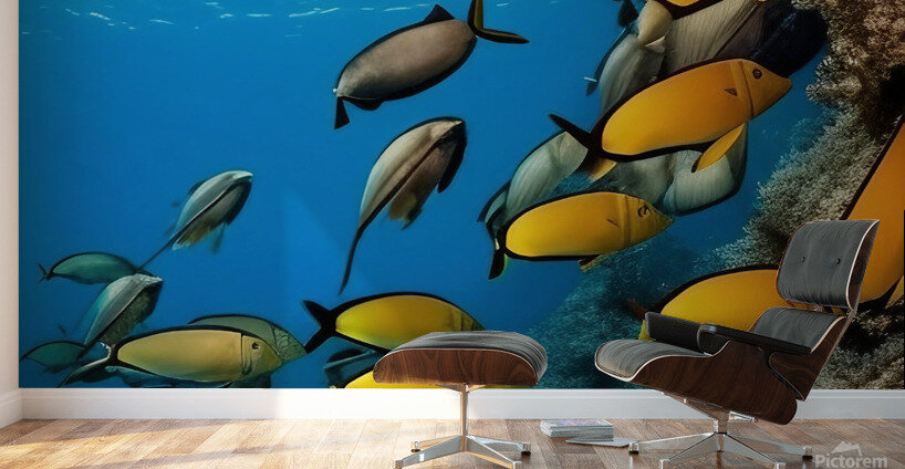 School of Fish.  Wall Murals
