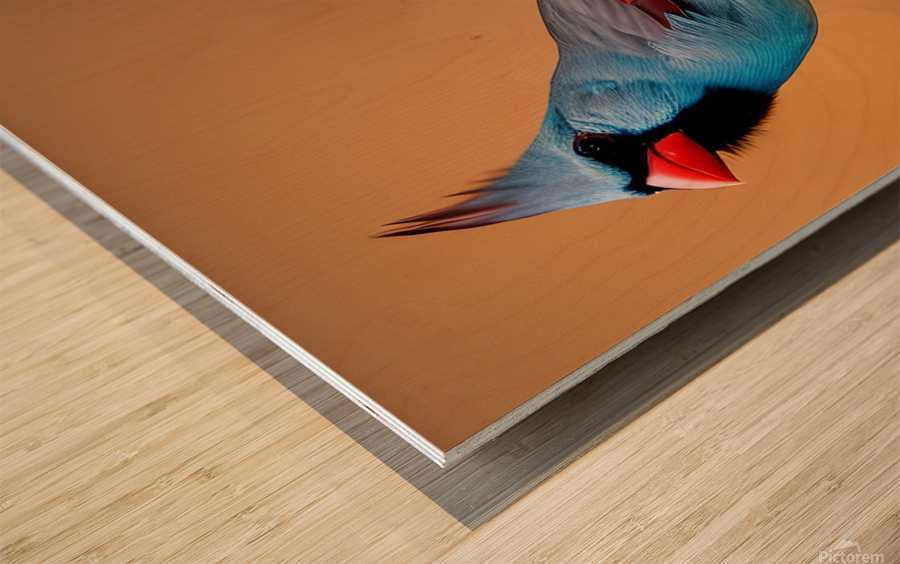 Colorful Cardinal  Wood print