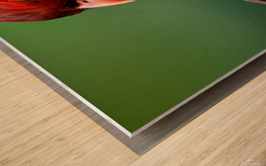 Attentive. Cardinal. Wood print